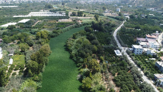 Türkiye'nin Suriye'ye sıfır noktasındaki doğal istila ölüm saçmaya başladı!