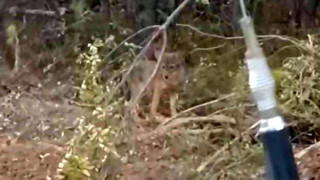 Orman yangınlarında kül dağına dönen doğadaki yaban hayatı için tarihi çağrı!