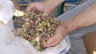 Türkiye'nin en özel lezzeti yeşil altınından kötü haber geldi