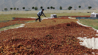 Hakkari Yüksekova'da Türkiye'nin en lezzetli mesaisi başladı