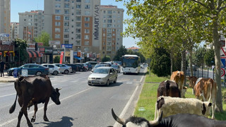 Tekirdağ'da firari inekler şehre inip ortalığı karıştırdı