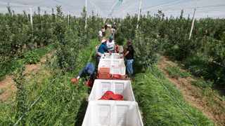 Don vurmuştu, hasat başladı ama ilk ürünler Dubai ve Libya'ya gitti!