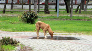 İstanbul Valiliği'nden ''sokak hayvanlarını toplayın'' kararı!