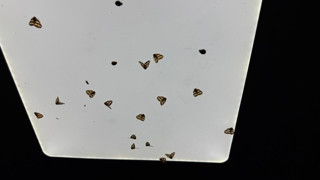 ''Karadeniz'in vampiri'' geri döndü: Kafanızı nereye çevirirseniz oradalar!