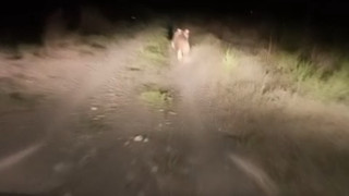 Iğdır'da vatandaşlar köye gelen ayıyı, geldiğine pişman etti