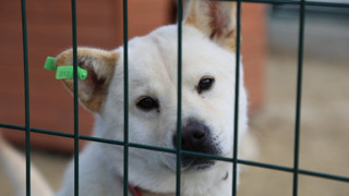 Valiliğin ''toplayın'' talimatı sonrasında İstanbul'da sokak hayvanları toplanmaya başladı!