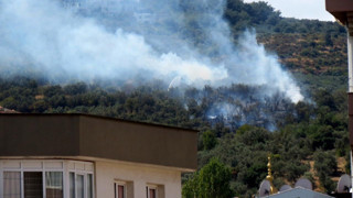 Bursa'da bir orman yangını daha: Zeytinlikler küle döndü