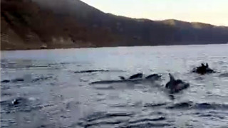 Tekirdağ açıklarında yunus sürüsü görüntülendi