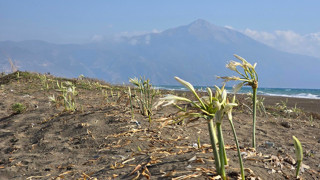 Türkiye'nin gizemli güzelleri sahillere geri döndü; görenler gözlerini üzerlerinden alamıyor