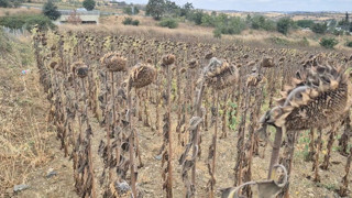 Trakya'nın eşsiz sapsarı güzelliklerini unutun; çünkü artık olmayacaklar!