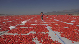 Türkiye'nin 3 bin 917 metrelik zirvesindeki en lezzetli kırmızı altın 9 ülkeye ihraç edilecek