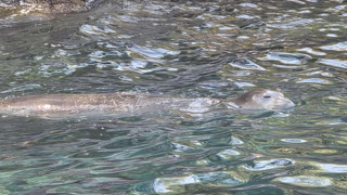 Ünlü tatil cennetinde Akdeniz foku sürprizi