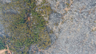 Ciğerlerimiz yandı, kül oldu! Kastamonu'dan kahreden görüntüler