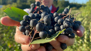 Türkiye'nin coğrafi işaretli şifa kaynağı antioksidan deposu meyvesinde hasat başlıyor