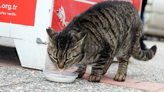 Bir şehirde sokak hayvanlarının beslenmesi yasaklandı