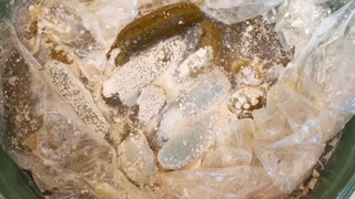 Mide bulandıran operasyon: Toprağa gömerek imha ettiler!