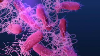 Salmonella kabusu geri döndü: 7 kişi hastaneye kaldırıldı