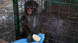 Sahibinin şiddet uyguladığı minik maymun kurtarılarak, koruma altına alındı