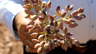 Türkiye'nin eşsiz lezzeti yeşil altın da don ve kuraklık mağduru oldu