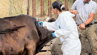 Bir ilde daha şap alarmı: 68 köye hayvan giriş-çıkışı yasaklandı
