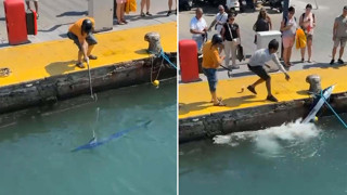 Nesli tehlike altındaki denizlerin en hızlı canlısı zıpkınla vuruldu!