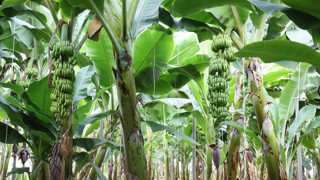 Burası Afrika değil Türkiye... Yeşil altında hasat zamanı başladı!