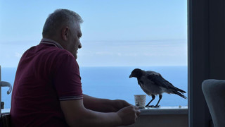 Ordulu fındıkçı ile karga Şakir'in dostluğu görenleri şaşırtıyor