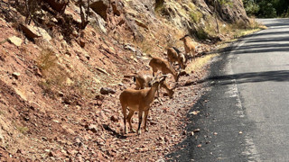 Doğanın en vahşi canlısı iş başında: Bu görüntüler Türkiye'den geldi