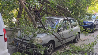 İstanbul'da otomobillerin üzerine ağaç devrildi