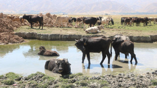 4 yıl önce başlayan proje, 700 aileye geçim kapısı oldu