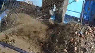 Denizlerimizdeki endişe veren istila sonrası alarm çanları çalıyor: Ağlar balık yerine çamurla doldu