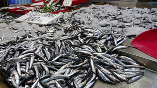 Karadeniz'in yüzen altınında bereket yılı: Tezgahlar dolup taştı