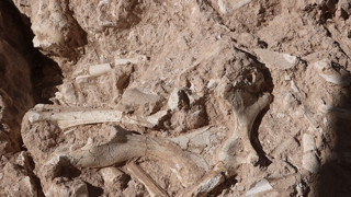 Türkiye'de dünya tarihini değiştirecek keşif: Yeni bir tür bulunmuş olabilir!