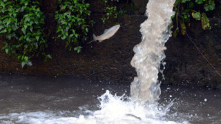 Selin vurduğu Karadeniz'de alabalık tesisindeki ''ölüm kalım'' savaşı kameralara yansıdı