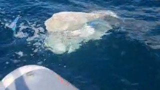 Karadeniz kıyılarında endişe veren görüntü: İnceleme başlatıldı!