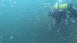 Marmara Denizi'nde kabus yeniden başladı