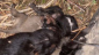 Köy evinin bahçesindeki vahşette minik yavruların ölüm nedeni belli oldu