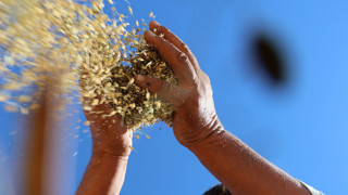 Bin dönümde yaklaşık 6 milyon TL maliyetli lezzetinde hasat başladı!