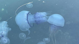 Marmara Denizi'ndeki kabus gerçek oldu: Denizanaları bile öldü!