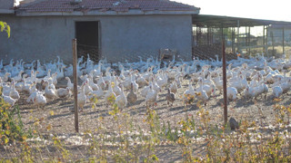 5 taneyle üretime başladı, yıllar içinde 850'ye çıkardı: ''Sanıldığı kadar zor değil''