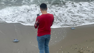 Marmara Denizi'ndeki endişe veren ölümler artıyor: Marmara'nın devleri ölüyor!