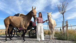 Bu genç kadın 3 bin yıllık ''Ahal Teke''leri Ankara'da yetiştiriyor!