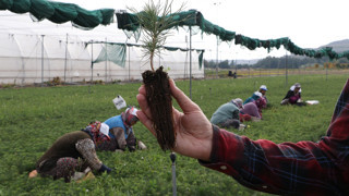 Türkiye'nin kömüre dönen yemyeşil cennetlerini yeniden bu fidanlar yeşertecek