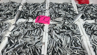 Hamsi bolluğu fiyatları yarı yarıya düşürdü