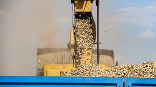 Adana'da hasat bereketli başladı: Kilosu 50 TL'ye düştü