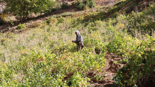 Hakkari'nin 80 yaşındaki Süso dedesinin hem yıllara hem de doğanın zorluklarına meydan okuyor!
