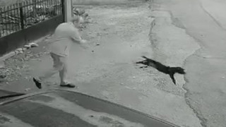 4 ayaklı canlı yaralandı, 2 ayaklı cani serbest bırakıldı!