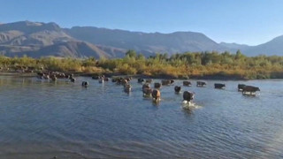 Türkiye'nin bir nehri daha kuruyor: Sular çekildi, debi düştü, büyükbaşlar artık içinde yürüyor!