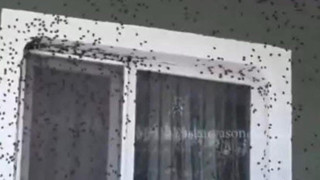 Vatandaşı canından bezdiren istila kamerada: Evlerde, araçlarda her yerde onlar var!