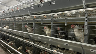 Yapay zeka şimdi de yumurtacı civciv üretimine karıştı